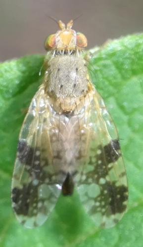 Tephritis bardanae